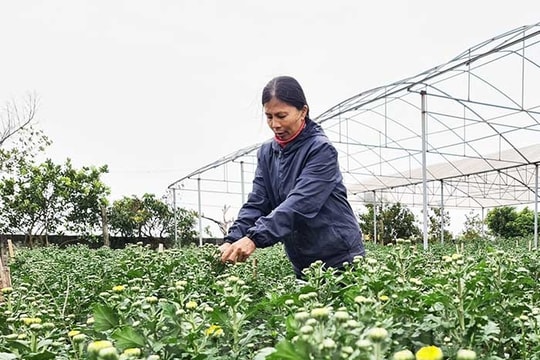 Nhà vườn hoa, cây cảnh tất bật chuẩn bị hàng Tết